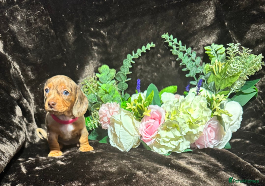 Miniature Dachshund dogs for sale: BEAUTIFUL KC MINI DACHSHUND READY TO LEAVE 23/12   - Advert 7