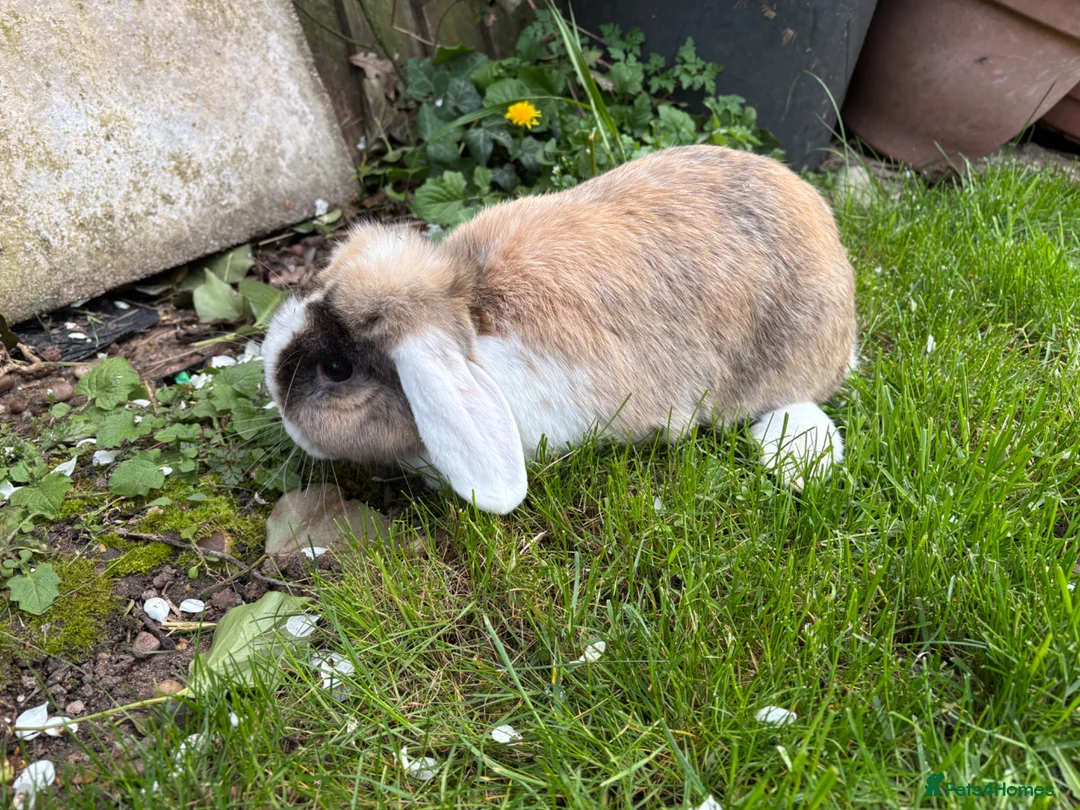 Mixed Breed rabbits for sale: angora cross lop  in Birmingham - Advert 7