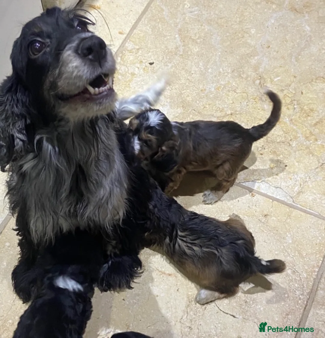 Cockapoo dogs for sale: F1 chocolate sable Cockapoos - Advert 1