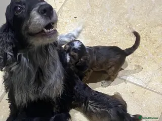 Cockapoo dogs F1 chocolate sable Cockapoos - Advert 2