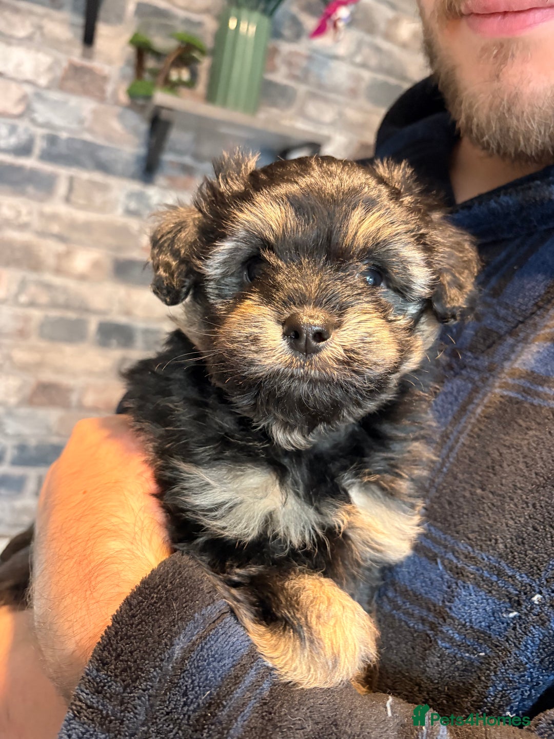 Mixed Breed dogs for sale: Cockapoo cross Pomeranian puppies for sale - Advert 9