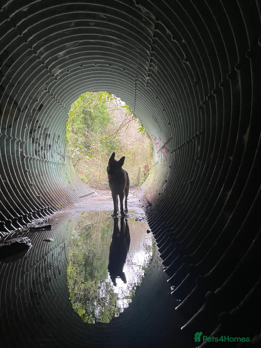 German Shepherd dogs for stud: Spectacular GSD wolfdog *for Stud only* in Dursley - Advert 10