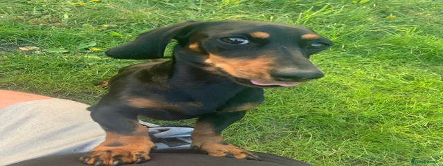 Dexter