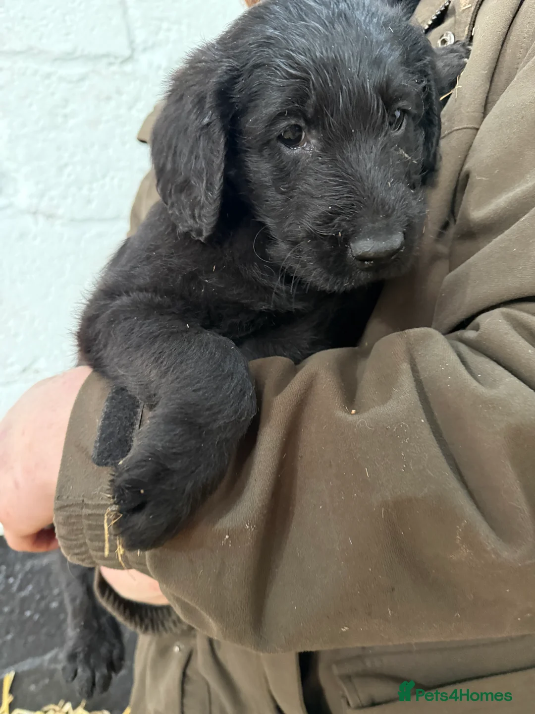 Labradoodle dogs for sale: Labradoodle pups  - Advert 9
