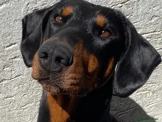 Dobermann dogs Kennel Club & Health Tested Dobermann Puppies in Chorley - Advert 3