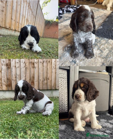 Cocker Spaniel dogs - Advert 2