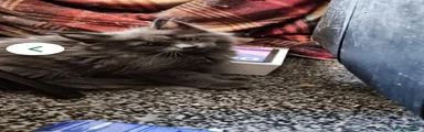 Maine Coon 2