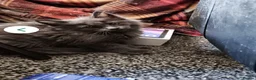 Maine Coon cats for sale: Fully bouncy mainecoon babies  - Advert 7