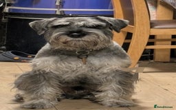 Schnauzer dogs for stud: Standard schnauzer for Stud - Image 6