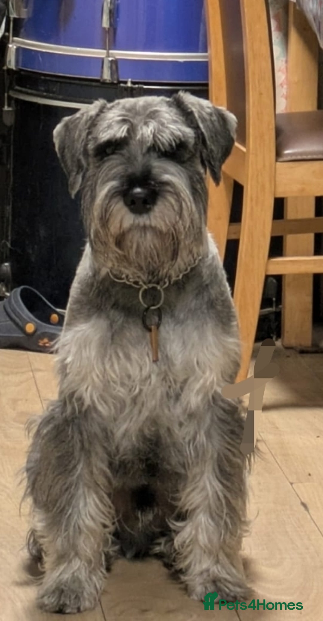 Schnauzer dogs for stud: Standard schnauzer for Stud - Image 6