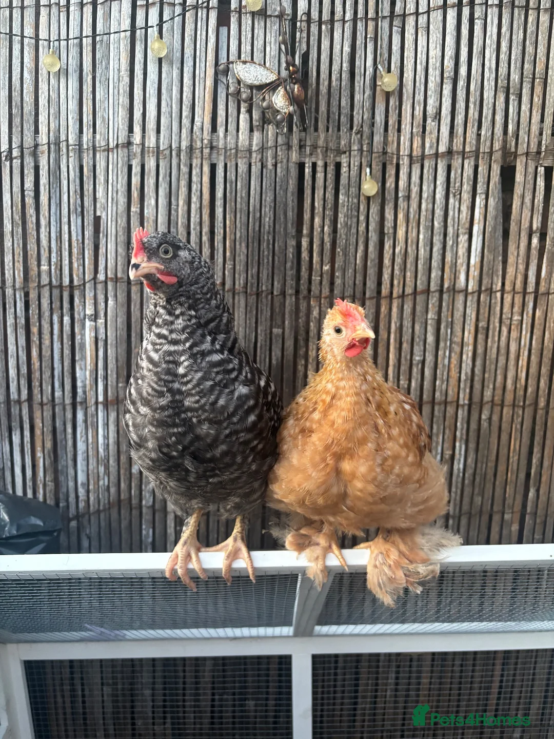 Chickens poultry for sale: Male chickens in Liverpool - Advert 2