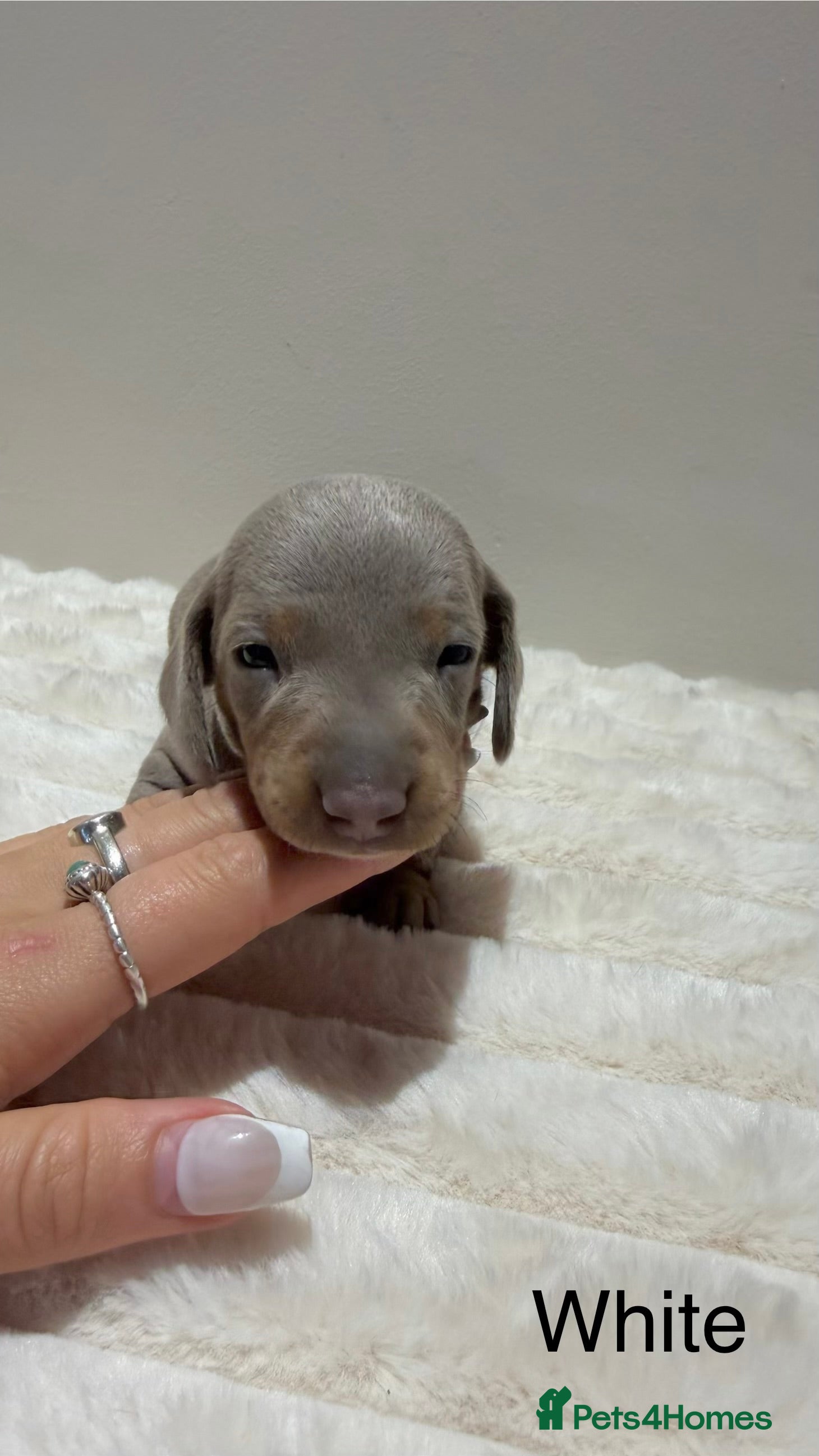 Miniature Dachshund dogs for sale: 🐾 Miniature Dachshund Puppies For Sale 🐾  - Advert 10