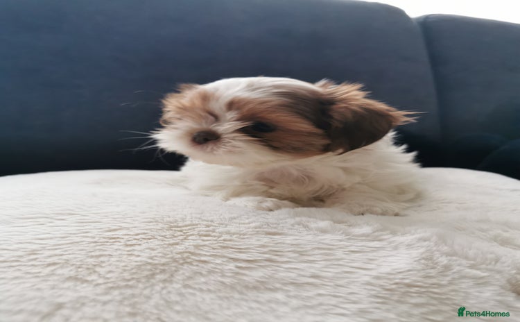 Shih Tzu dogs - Advert 1