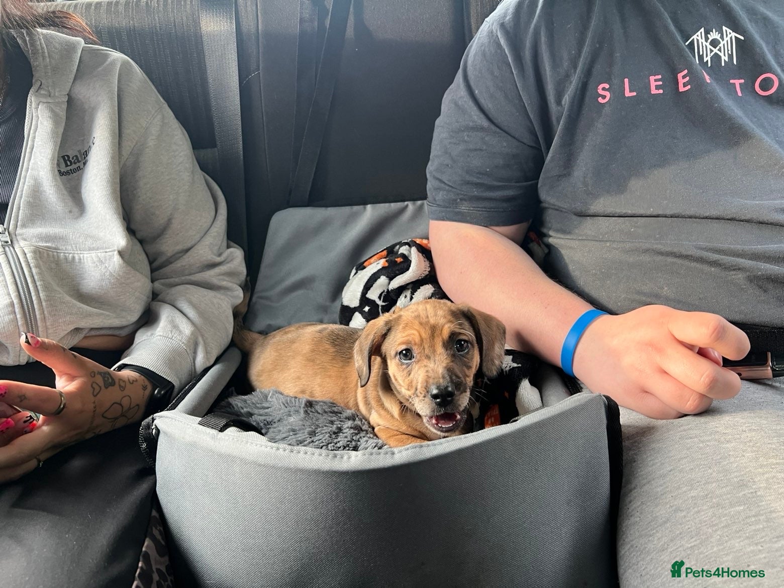Mixed Breed dogs 8 week old dachshund cross - Advert 1