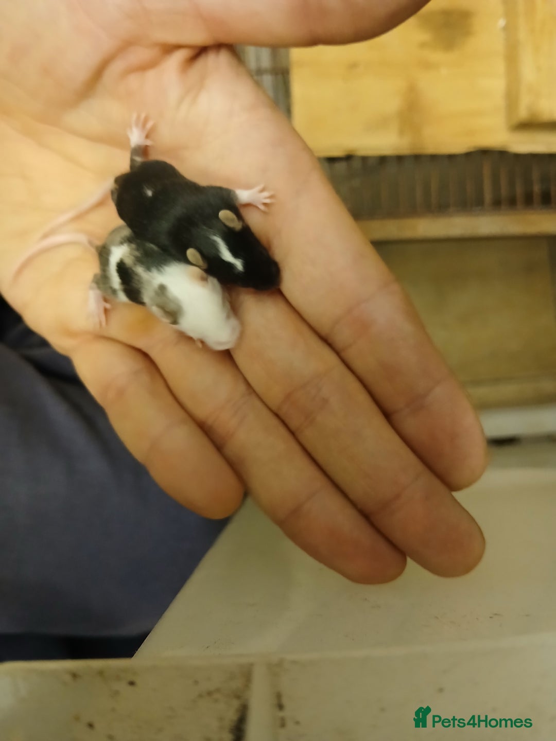 Mouse rodents for sale: <:3)~~~~ * baby pet fancy mice ! * <:3)~~~~ - Advert 5