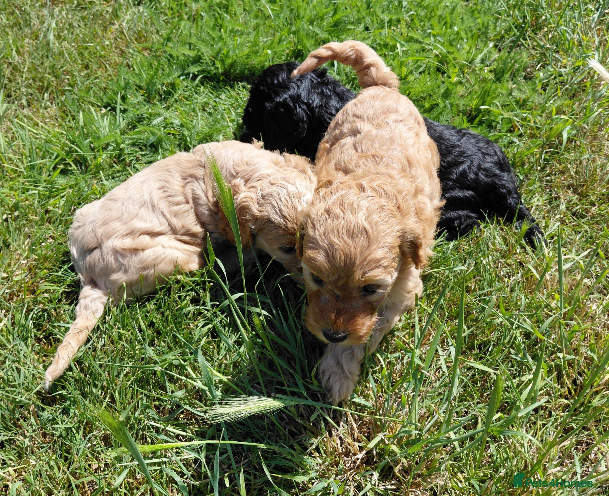 Cockapoo dogs Fluffy Cockalier-a-Poo Puppies – Ready Soon! - Advert 1