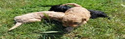 Cockapoo dogs for sale: Fluffy Cockalier-a-Poo Puppies – Ready Soon! - Advert 1