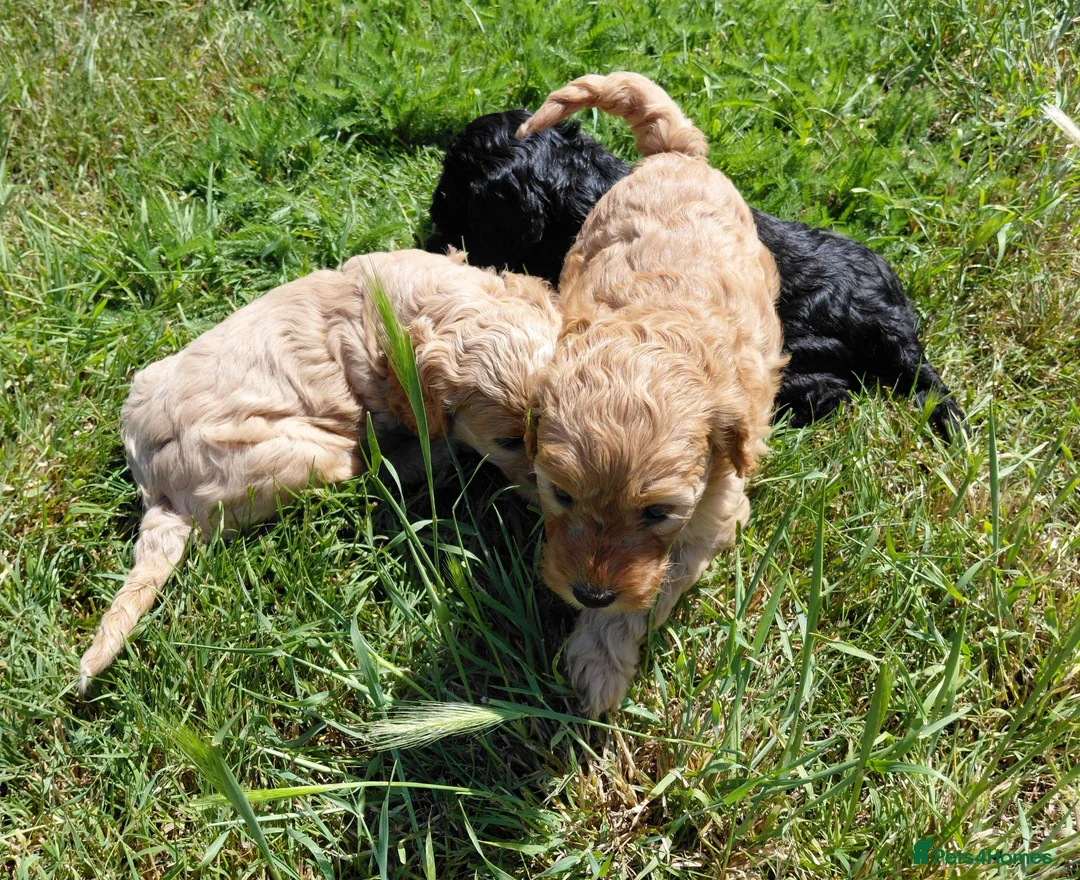 Cockapoo dogs for sale: Fluffy Cockalier-a-Poo Puppies – Ready Soon! - Advert 1