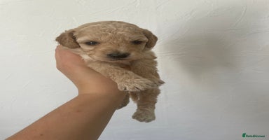 Cockapoo dogs - Advert 8