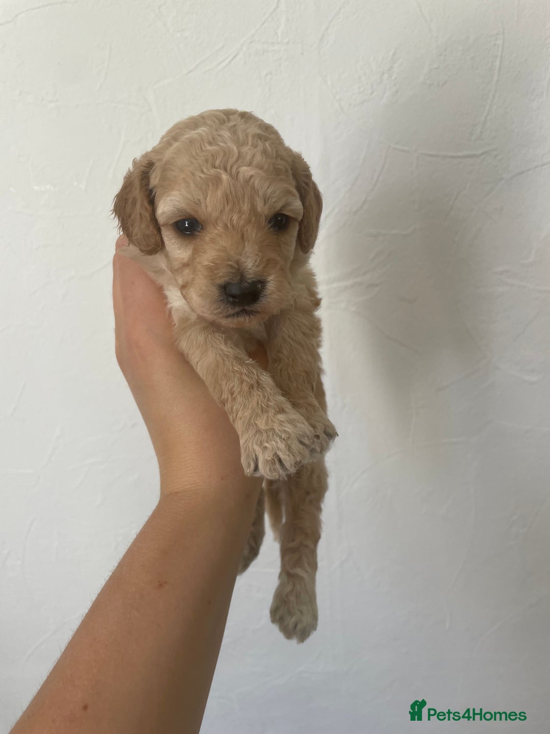 Cockapoo dogs for sale: ⭐️⭐️7 gorgeous toy cockapoo pups F1b ⭐️⭐️🧸 - Image 2