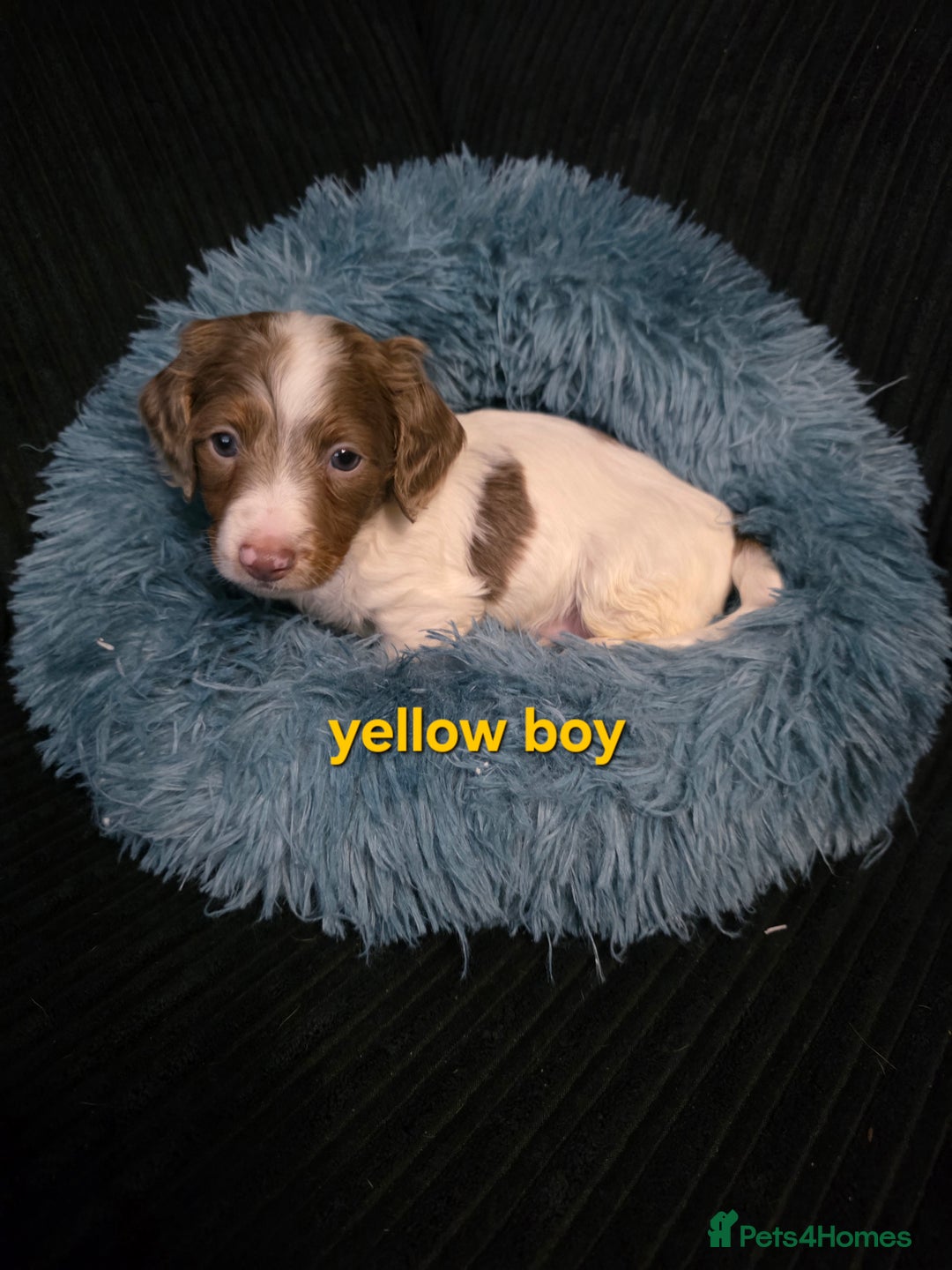 Miniature Dachshund dogs for sale: Isabella tan piebald long hair miniature dachshund - Advert 3