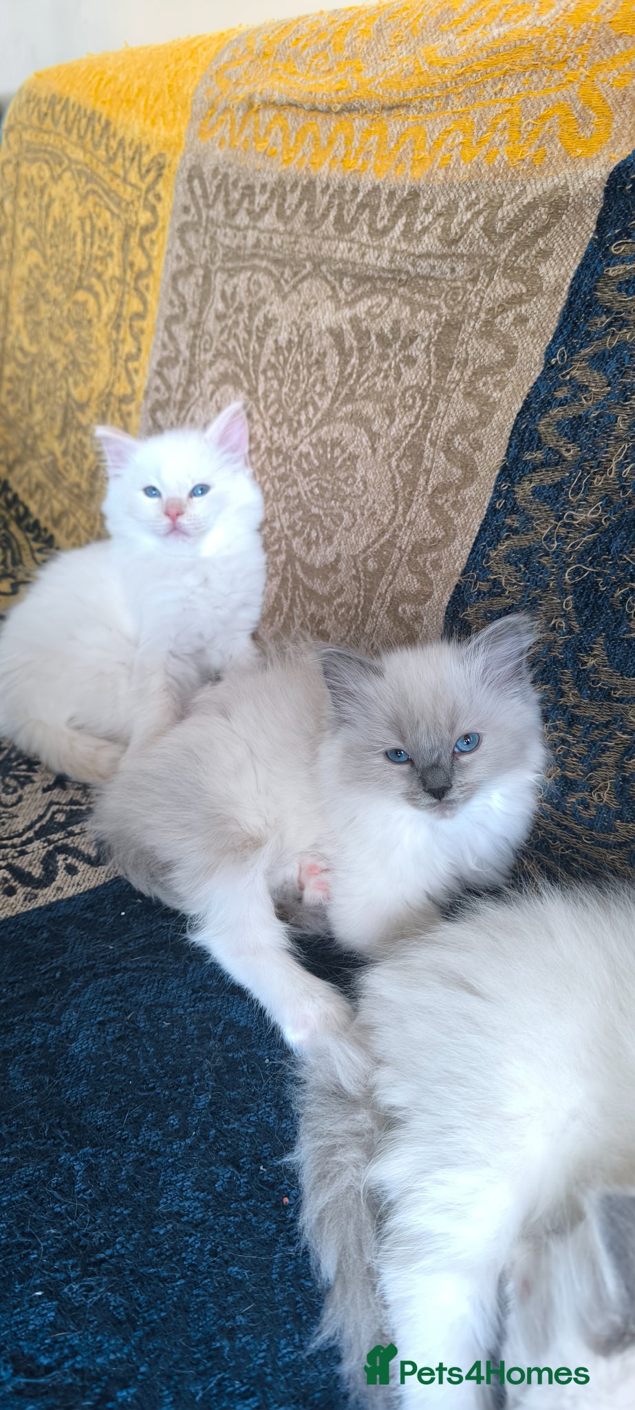 Ragdoll cats for sale: Beautiful ragdolls are looking for a forever home  - Advert 20