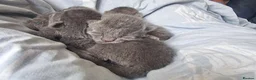 Mixed Breed cats for sale: Grey Kittens  in Westerham - Advert 2