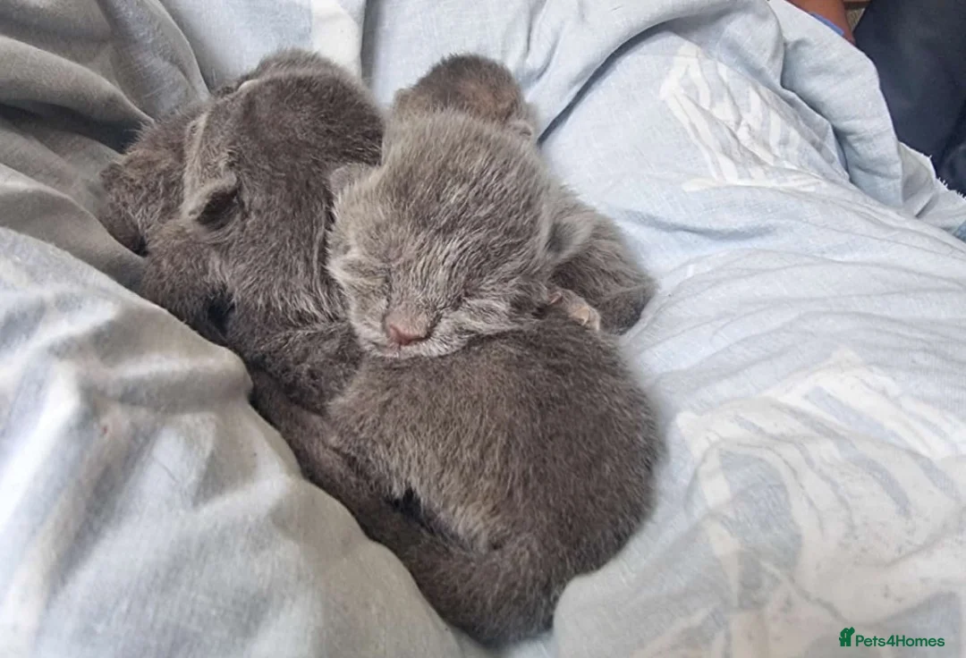 Mixed Breed cats for sale: Grey Kittens  in Westerham - Advert 2