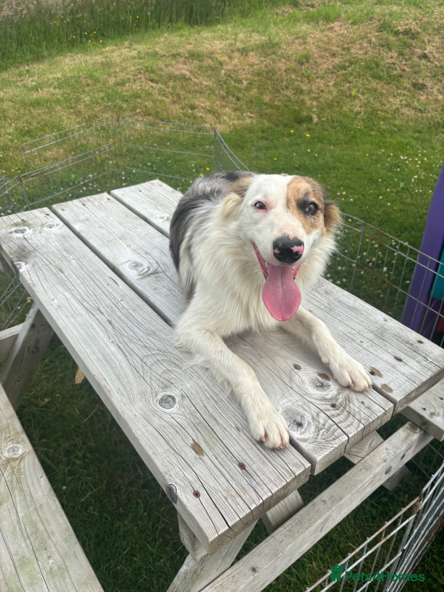 Border Collie dogs Stunning blue Merle dog  - Advert 4