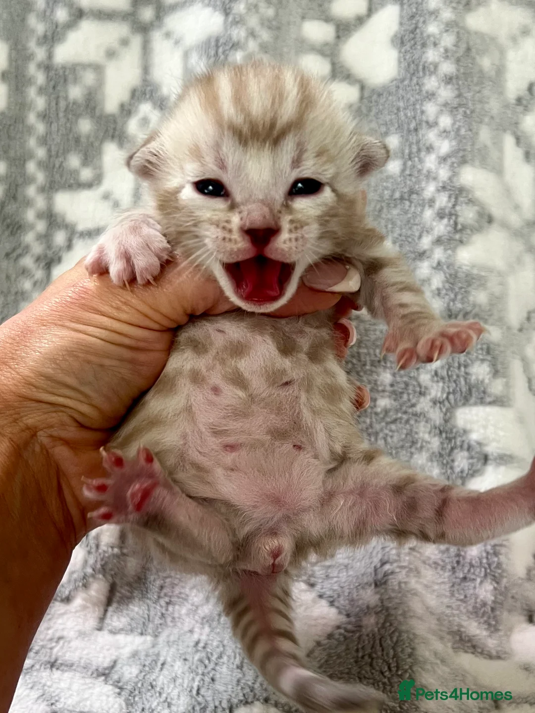 Bengal cats for sale: Top Pedigree Bengal Kittens - Advert 15