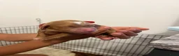 Cockapoo dogs for sale: Beautiful Multigen Cockapoo Puppies 🐶 - Advert 5