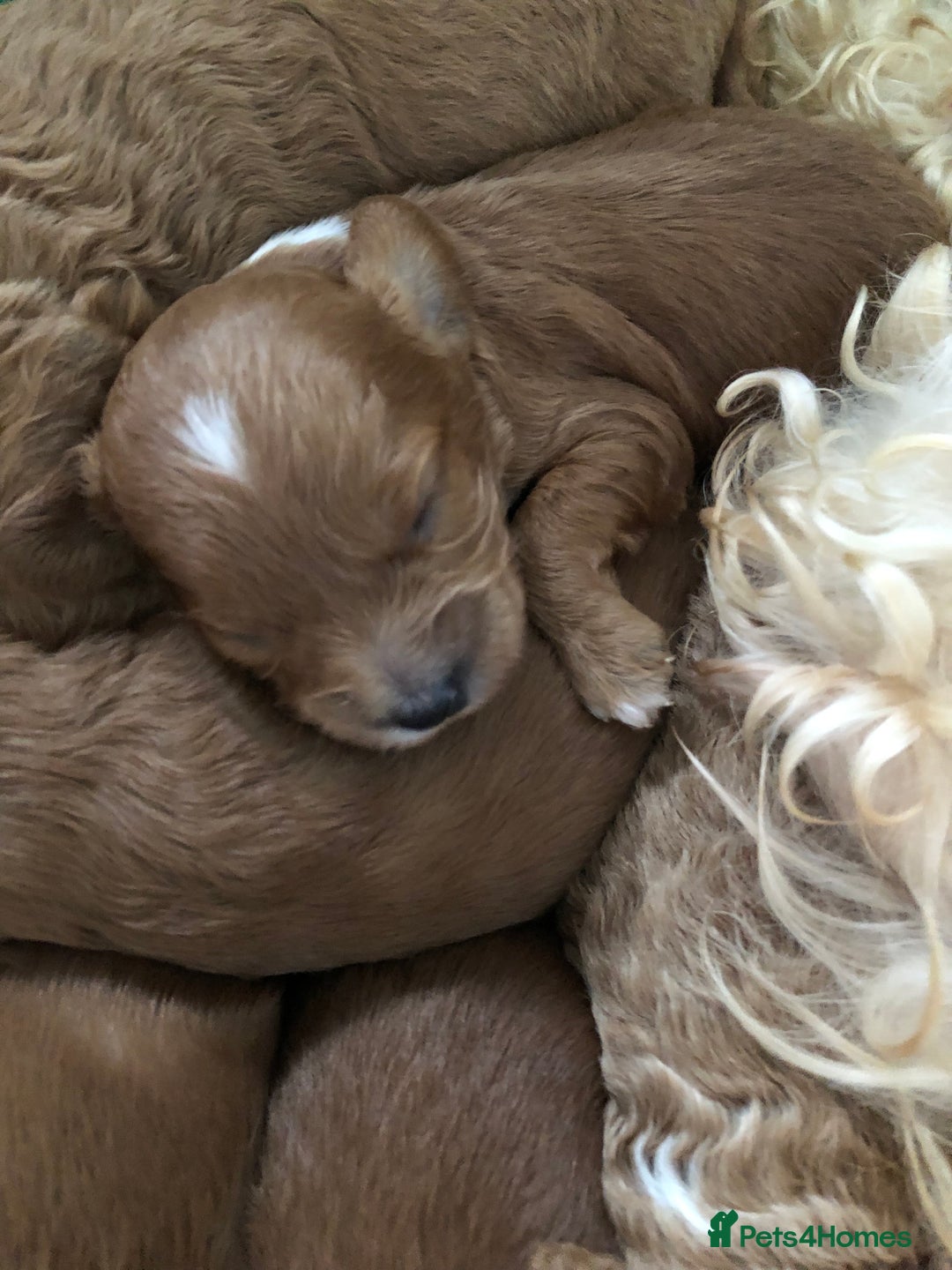 Cockapoo dogs for sale: Cockapoo puppies - Image 4