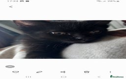 Domestic Shorthair cats for sale: Full of beans 12 week old kitten - Image 1