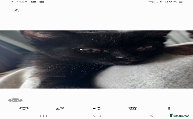 Domestic Shorthair cats - Advert 1