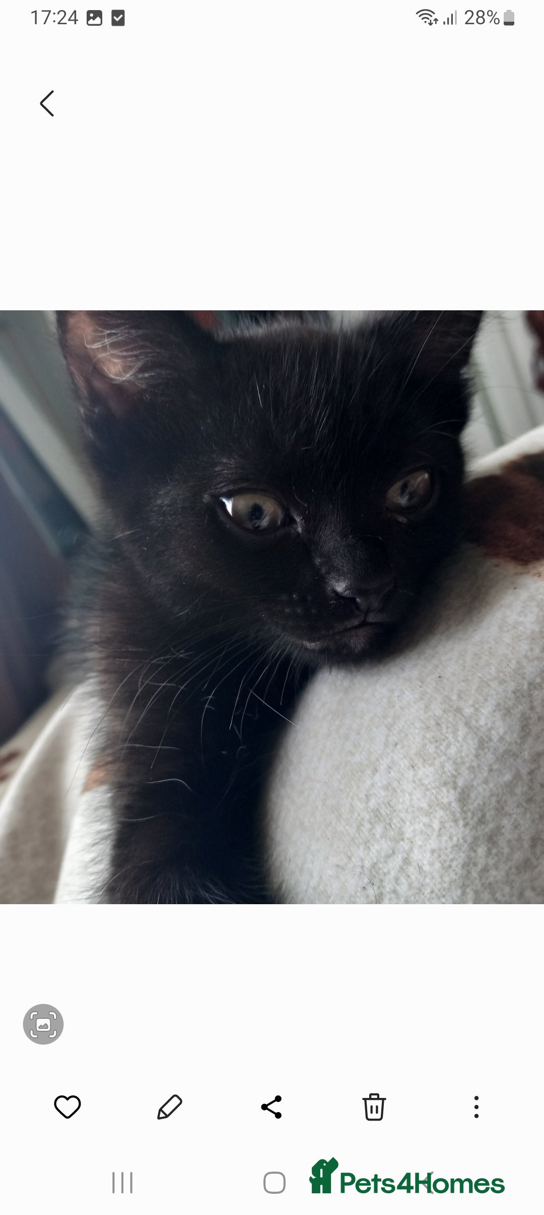 Domestic Shorthair cats for sale: Full of beans 12 week old kitten - Image 1