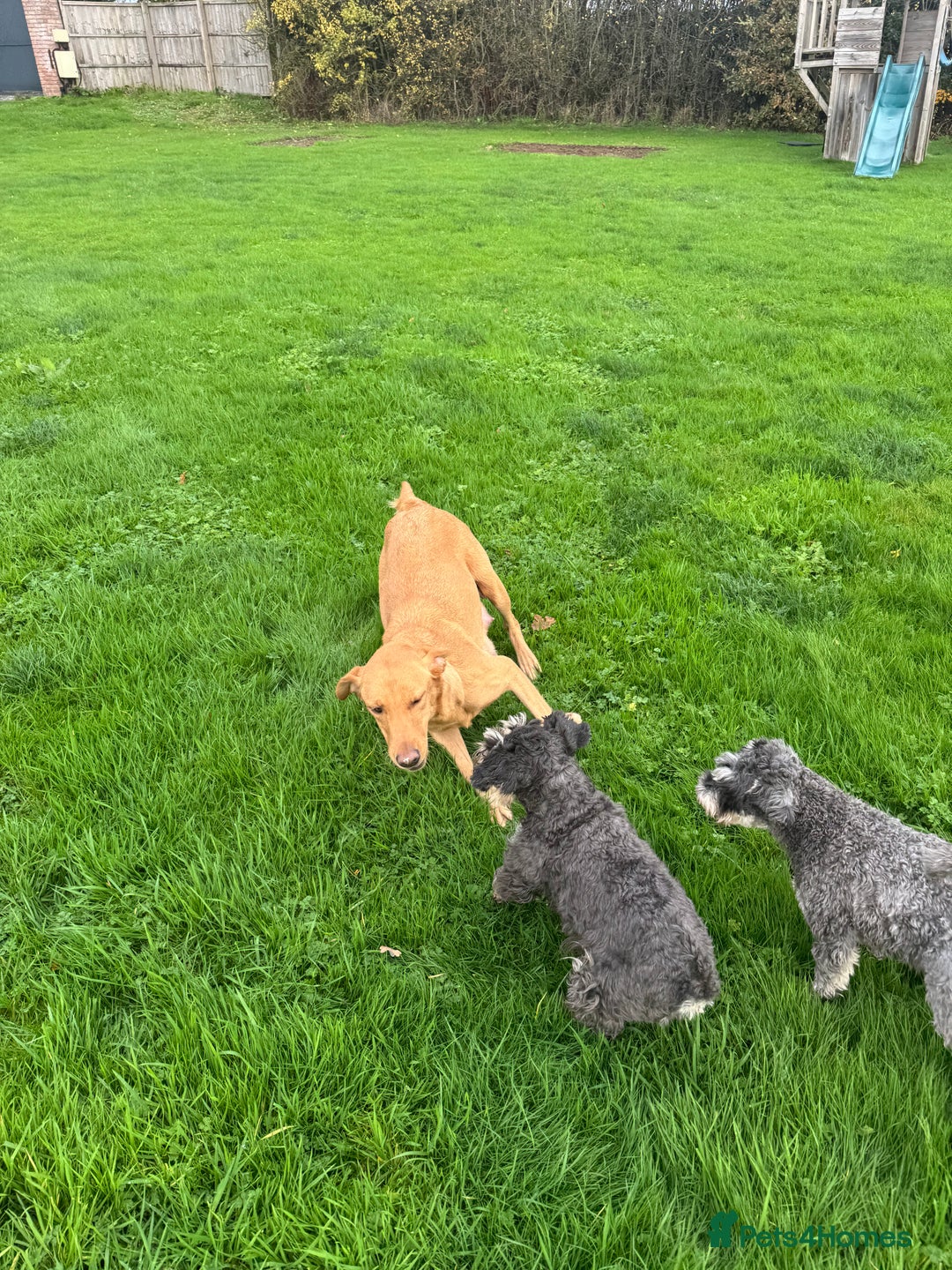 Goldador dogs for sale: Gorgoeus Goldador’s  - Image 14