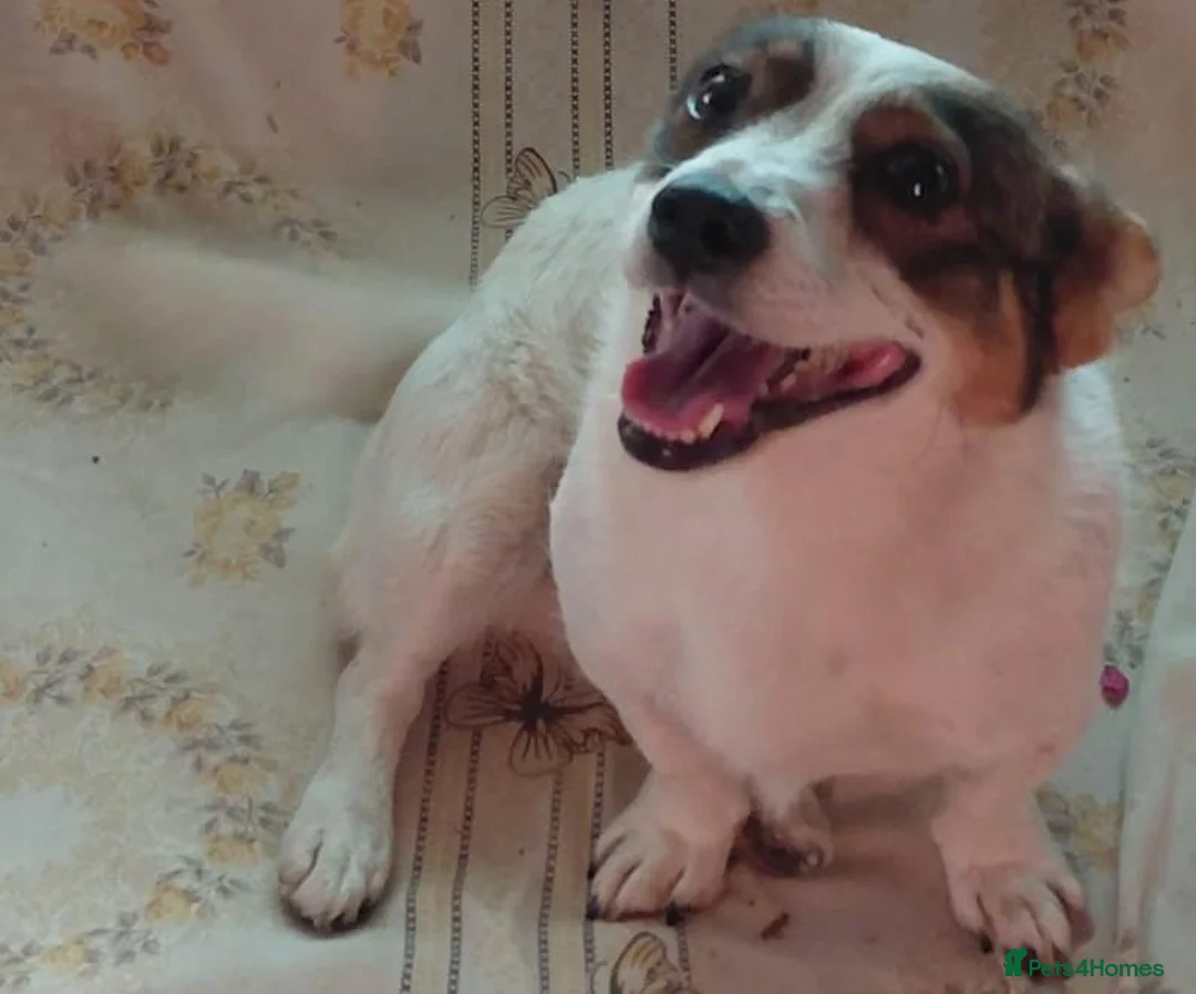 Mixed Breed dogs for adoption: 🐾🤎 JESSICA – A LITTLE GIRL FOR A LOVING HOME🤍🐾 - Advert 1