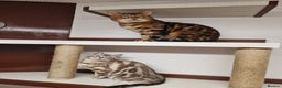Bengal cats for stud: Bengal cat for stud, Calvin. in Peterborough - Advert 11