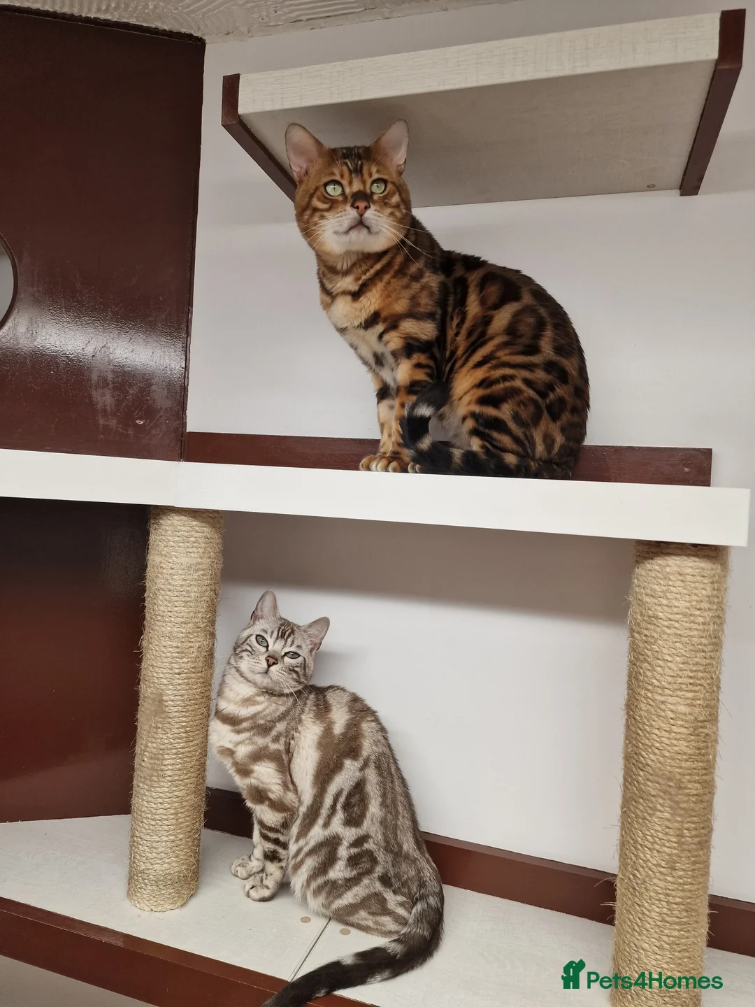 Bengal cats for stud: Bengal cat for stud, Calvin. in Peterborough - Advert 12
