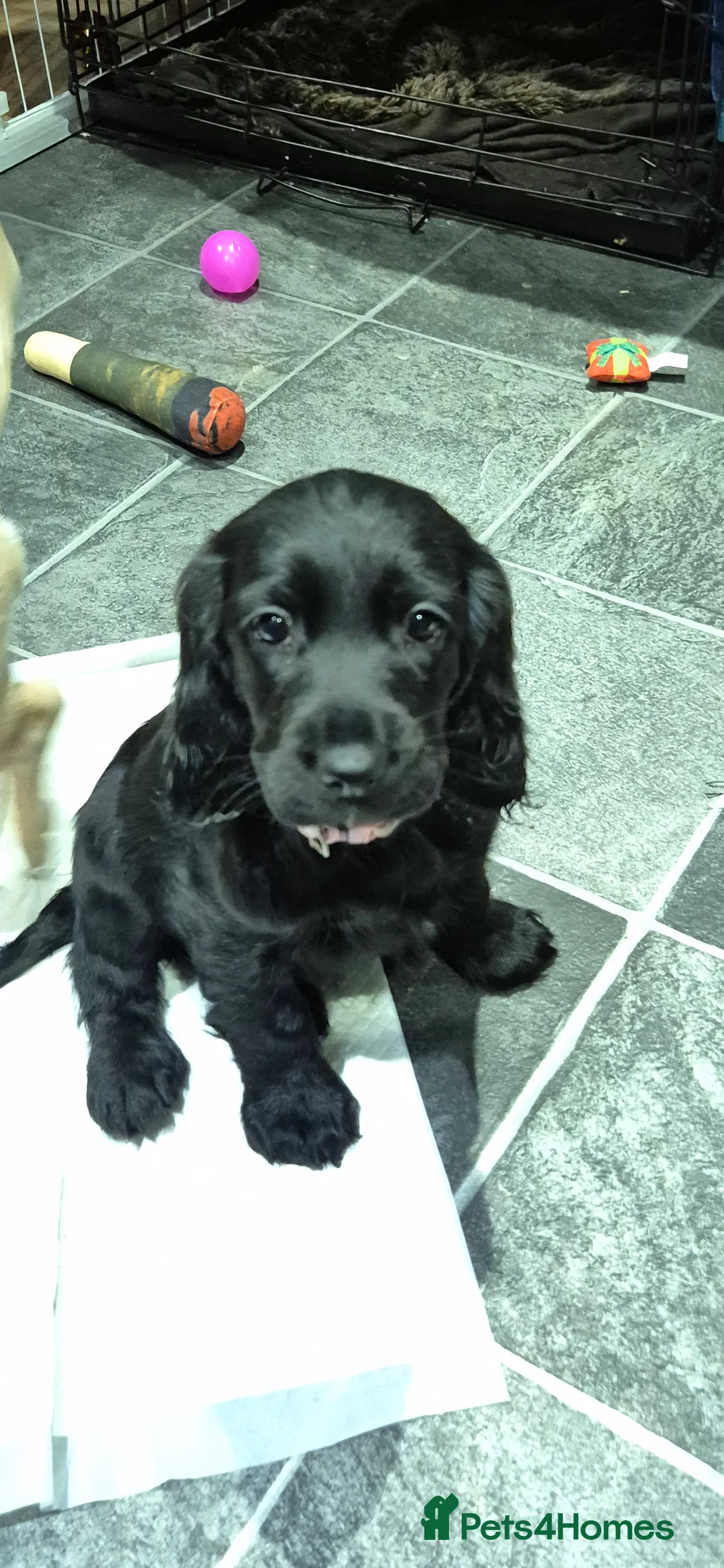 Sprocker dogs for sale: Sprocker spaniel puppies for new homes - Advert 6