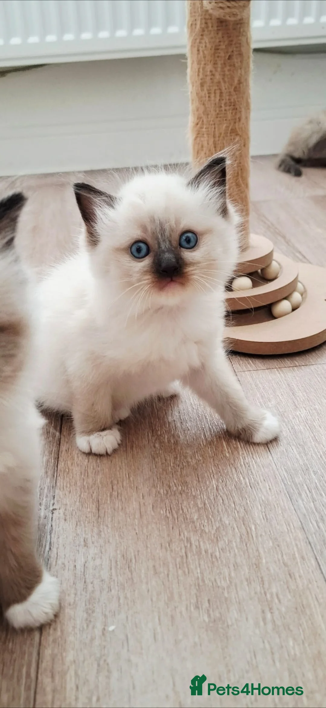 Ragdoll cats for sale: 🩵🩵 Ragdoll kittens Ready Now 🩵🩵 - Advert 2