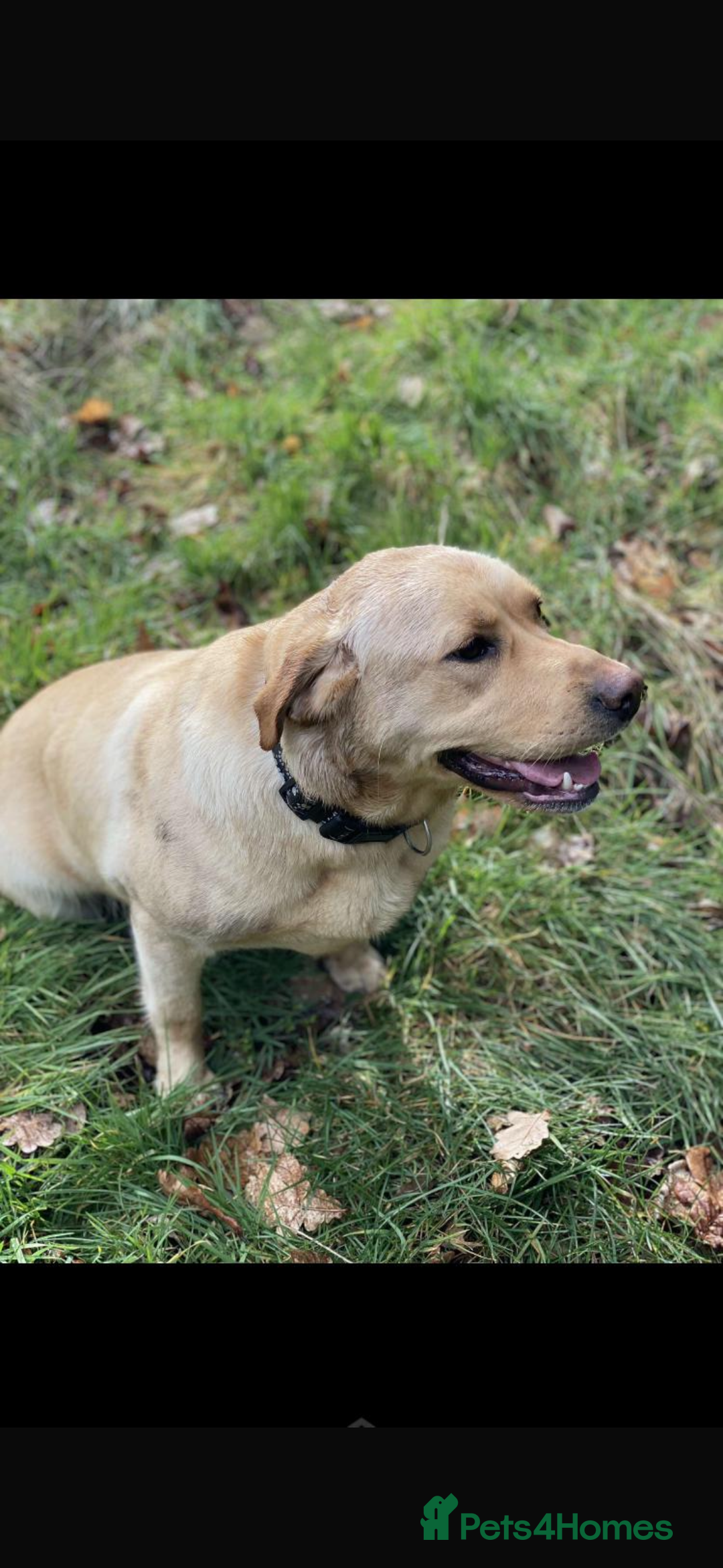 Labrador Retriever dogs for sale: 9 STUNNING YELLOW LABRADORS  - Advert 15