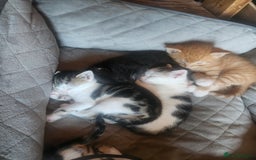 Mixed Breed cats for sale: Beautiful baby's looking for their forever homes  - Image 2