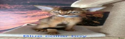 Abyssinian cats for sale: Adorable Abyssian kittens - Advert 7