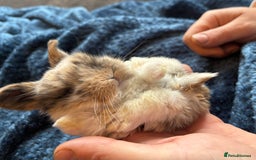 Mini Lop rabbits for sale: Pure Bred Mini Lop babies - Advert 20