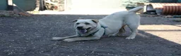 Mixed Breed dogs for adoption: ❤️🐶 LAIMA – HOW IS THIS WONDERFUL GIRL WAITING - Advert 28