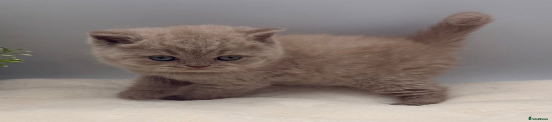 British Shorthair lilac male