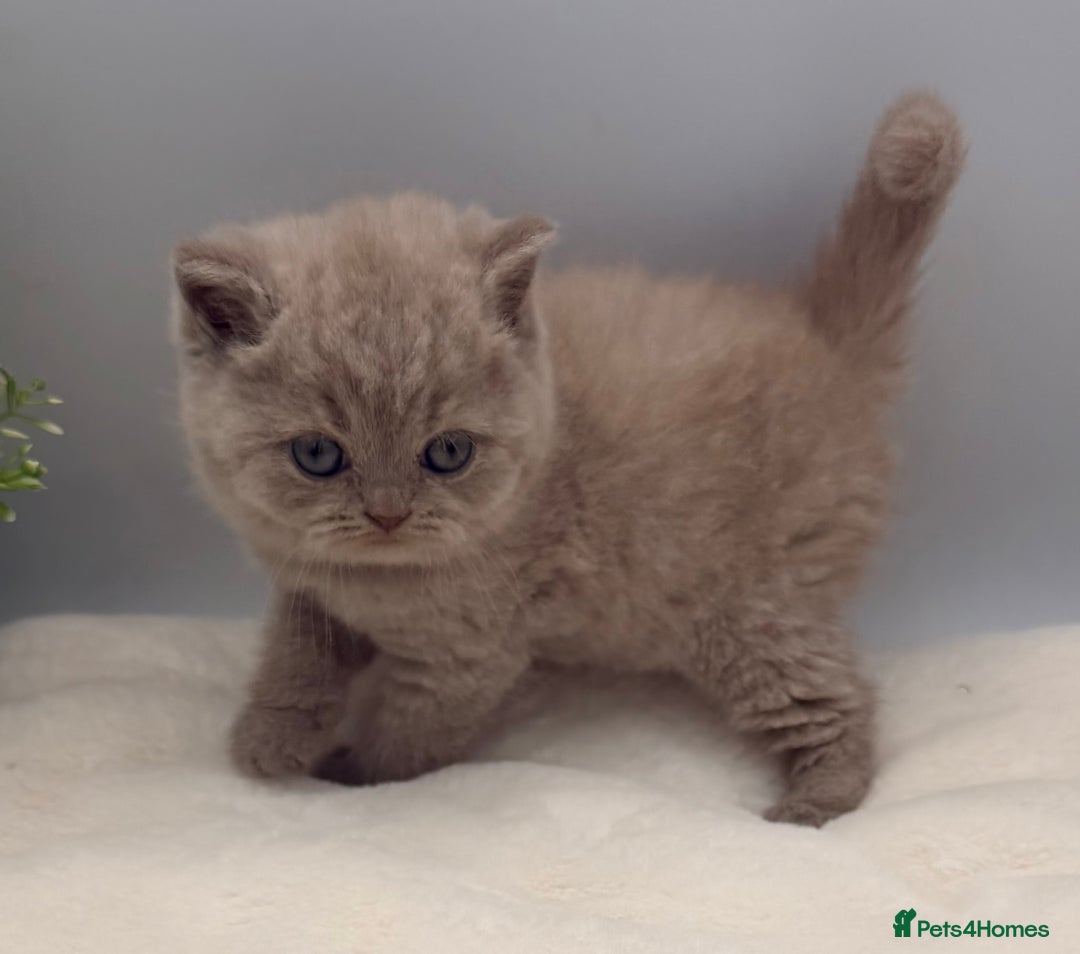British Shorthair cats for sale: PEDIGREE REGISTERED CHUNKY BRITISH SHORTHAIRS  - Image 25