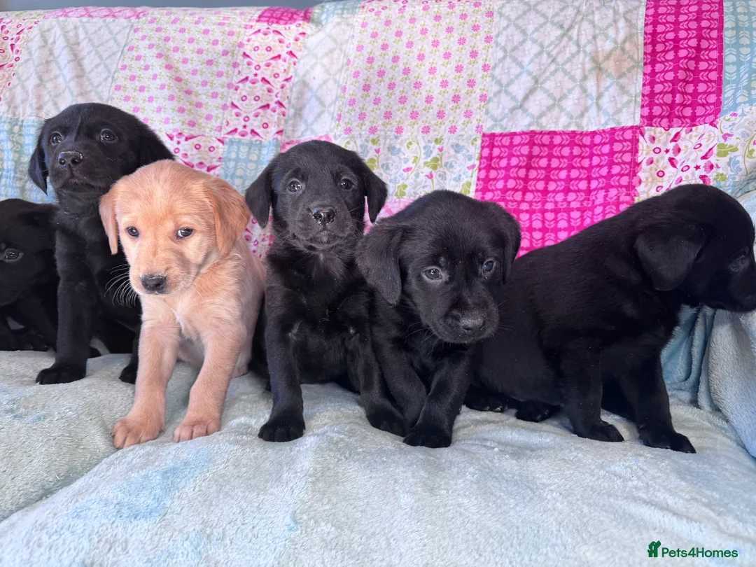 Labrador Retriever dogs for sale: KC Working Labrador Puppies–Health Tested- 3 left! - Advert 2