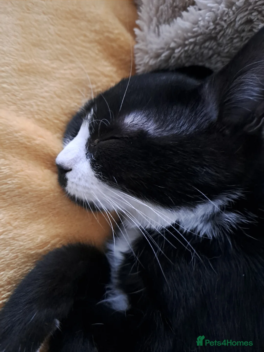 Mixed Breed cats for sale: Sweetest kitten with green eyes needs a home. - Advert 3